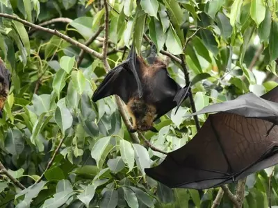Fruit Bats Did Not Spread The Nipah Virus In Kerala