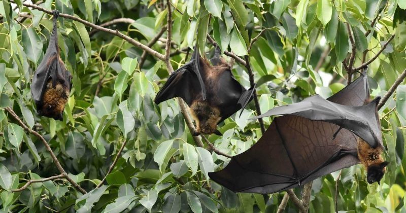 Nipah Mystery Deepens Fruit Bats Not The Reason Behind Spread Of The Deadly Virus In Kerala