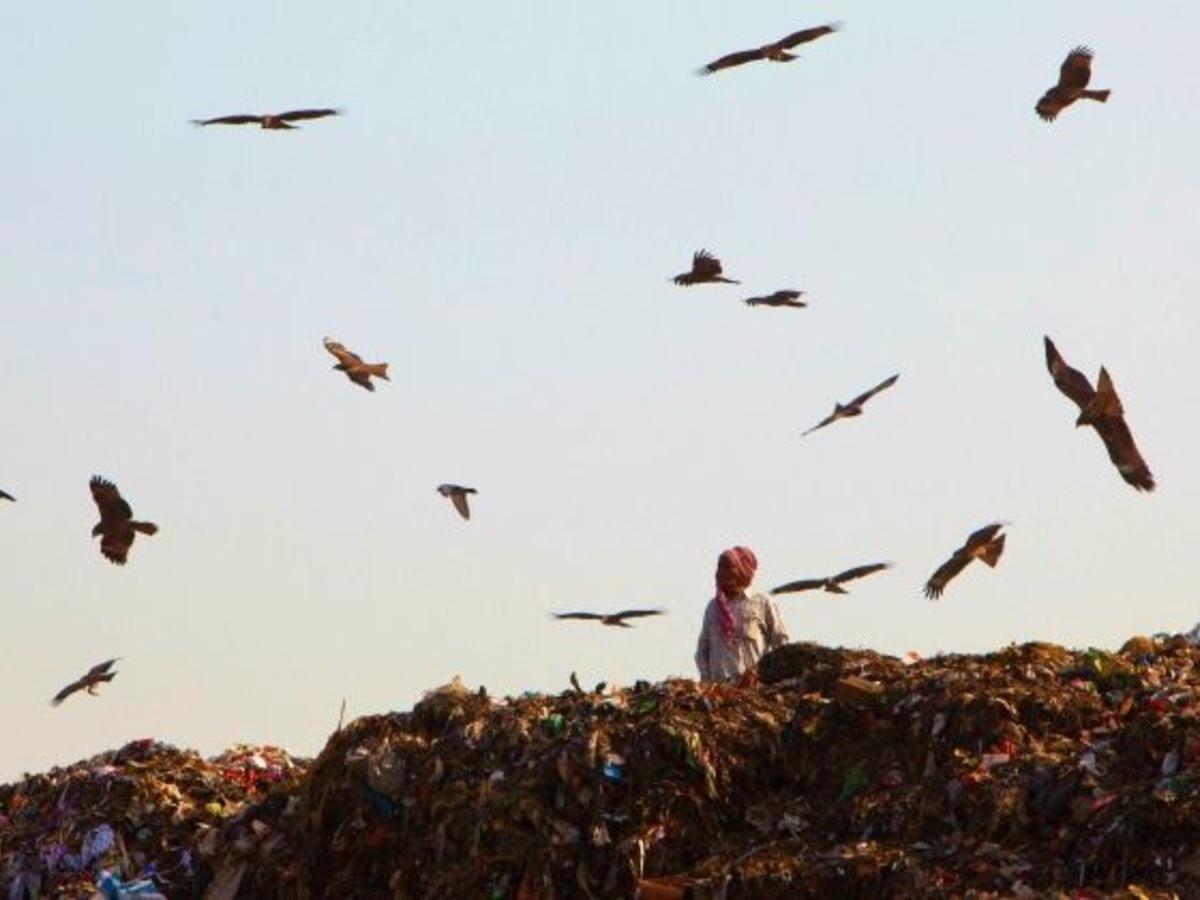 30 Years On, Delhi's 'Mount Everest' Of Garbage Is Making Residents Sick  With Toxicity