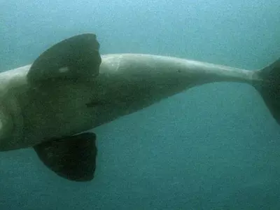 Indus River Dolphins