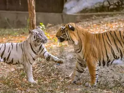 White Tiger Marries Royal Bengal Tiger