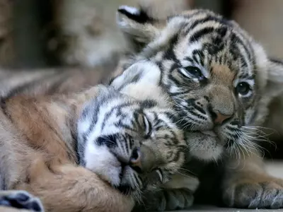 2 tiger cubs killed