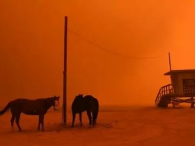 California fire, animals, abandoned, activists, 42 dead, burns, injuries, people