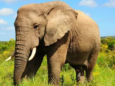 Elephants Are Now Evolving Without Tusks After Centuries Of Hunting For Ivory