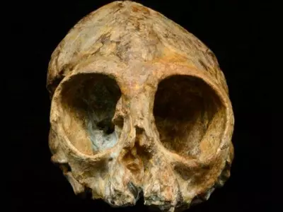 Fossil ancestor found
