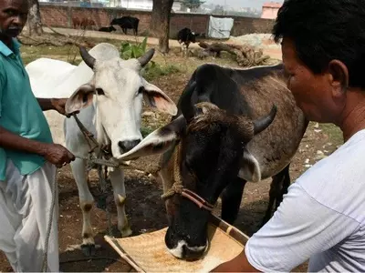 Karnataka, digital ear implants, cows, buffaloes, tracking, oxytocin, drug, misuse