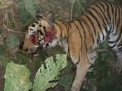 Killed Tigress Inside Dudhwa Reserve