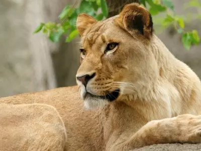 lioness, Gujarat, Gir forest, wild cats, humans, video