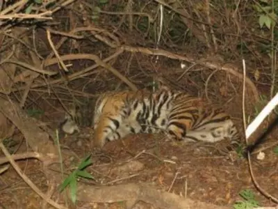 Mahavir Tiger