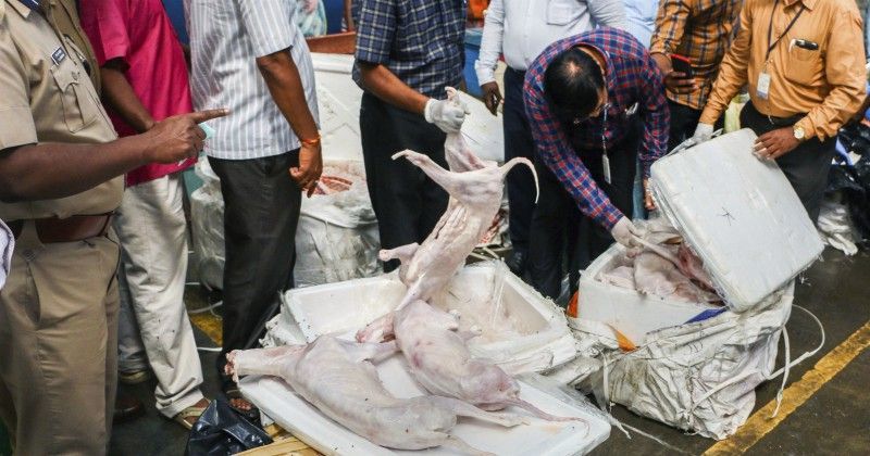 Mutton dog hot sale
