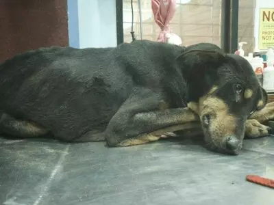 Mumbai, male dog, Animals Matter To Me, death, Malwani district, vets, gangraped