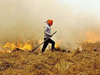No Matter How Much It’s Blamed, Stubble Burning Accounted For Only 3% Of Delhi’s Pollution This Year