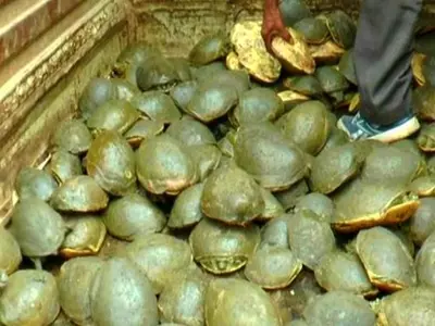 Out Of 654 ‘Rare’ Sundhari Turtles, 482 Found Dead In UP Pond; Rest Severely Sick