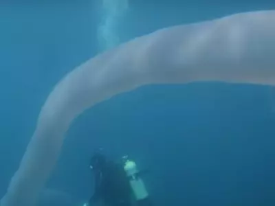 sea worm
