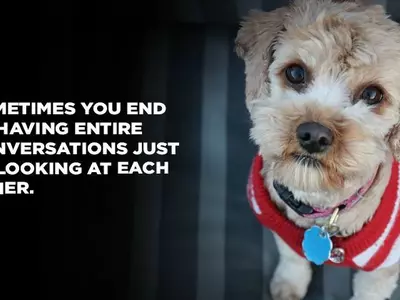 Signs Your Dog Is Your Soulmate