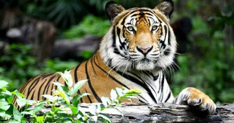 After Avni, Another Tigress Killed, This Time In Designated Dudhwa ...