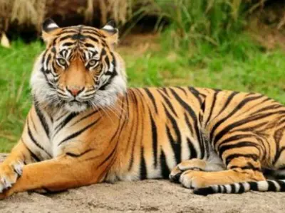 Tigress Sundari