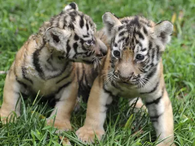 Weeks After Tigress Avni Was Brutally Shot Dead Her Two Orphaned Cubs Spotted