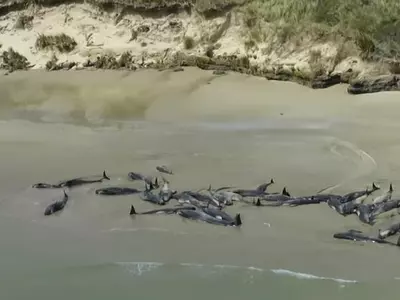 Whales, stranded whales, whales die, New Zealand, Whales stranded on remote island, Whales killed
