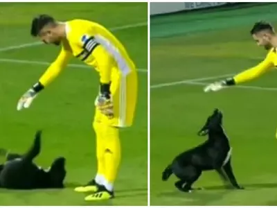 A dog invaded a football pitch
