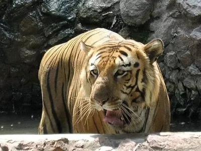 Byculla Zoo