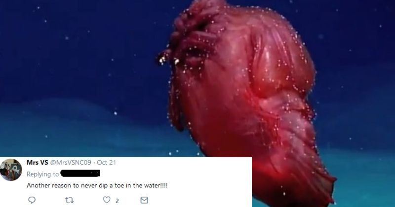 This headless chicken is the deep-sea 'monster' of our dreams