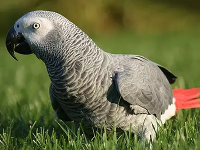 Congo grey parrot stolen