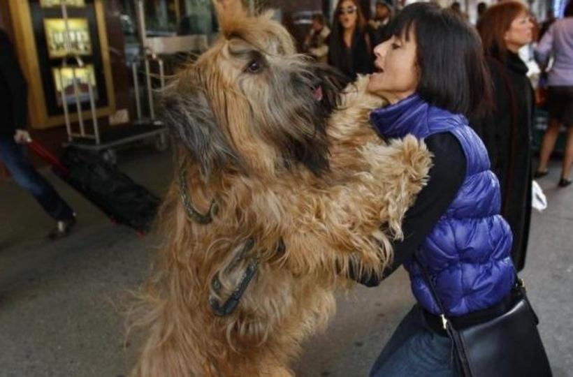 do dogs understand baby talk