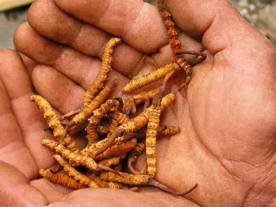 Himalayan Viagra ‘Yarchagumba’, Believed To Cure Impotency, Is Under Threat From Climate Change