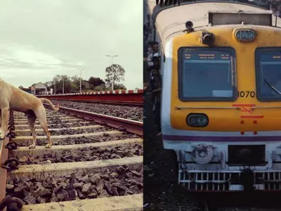 Mumbai, Mulund station, Motorman, stray dog, CST, passengers, video