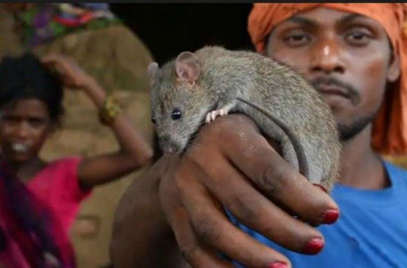 While We Waste Food, This Community In UP Eats Rats & Snails To Battle  Starvation