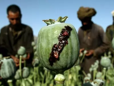 Poppy Opium rises in Afghanistan.