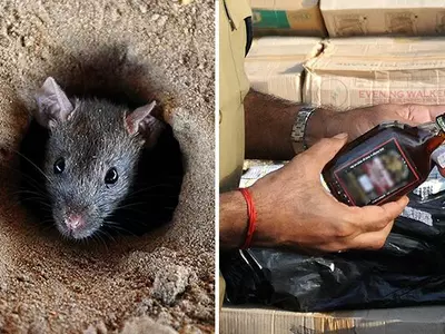 rat drinking seized alcohol in bihar