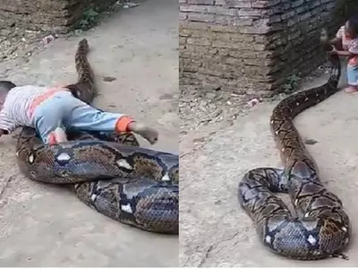 snake, python, kid playing with python