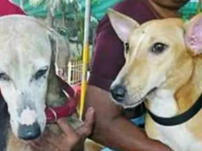 Thane street dogs, Thane street dogs fly to Canada, Thane dogs fly to Canada, Thane dogs get adopted