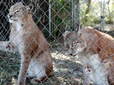 Wild cat sanctuary, hurricane Michael, siberian lynx, destruction, devastation,