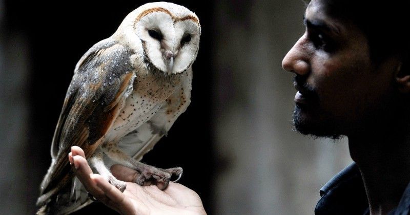 Black owlet clearance
