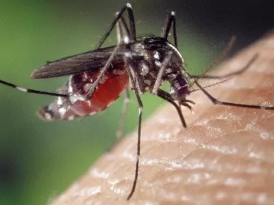 zika mosquito cases