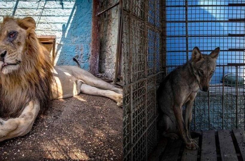 Animals Are Malnourished & Mistreated At This 'Zoo From Hell' In Albania,  It's Heartbreaking!