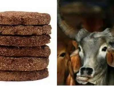Cow dung face pack, gaumutra