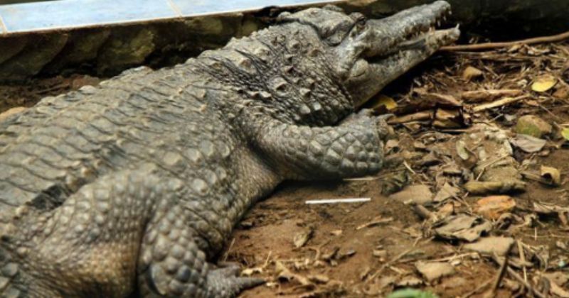 Villagers In Jharkhand Spot A Crocodile Eating Goats, Punish It By ...