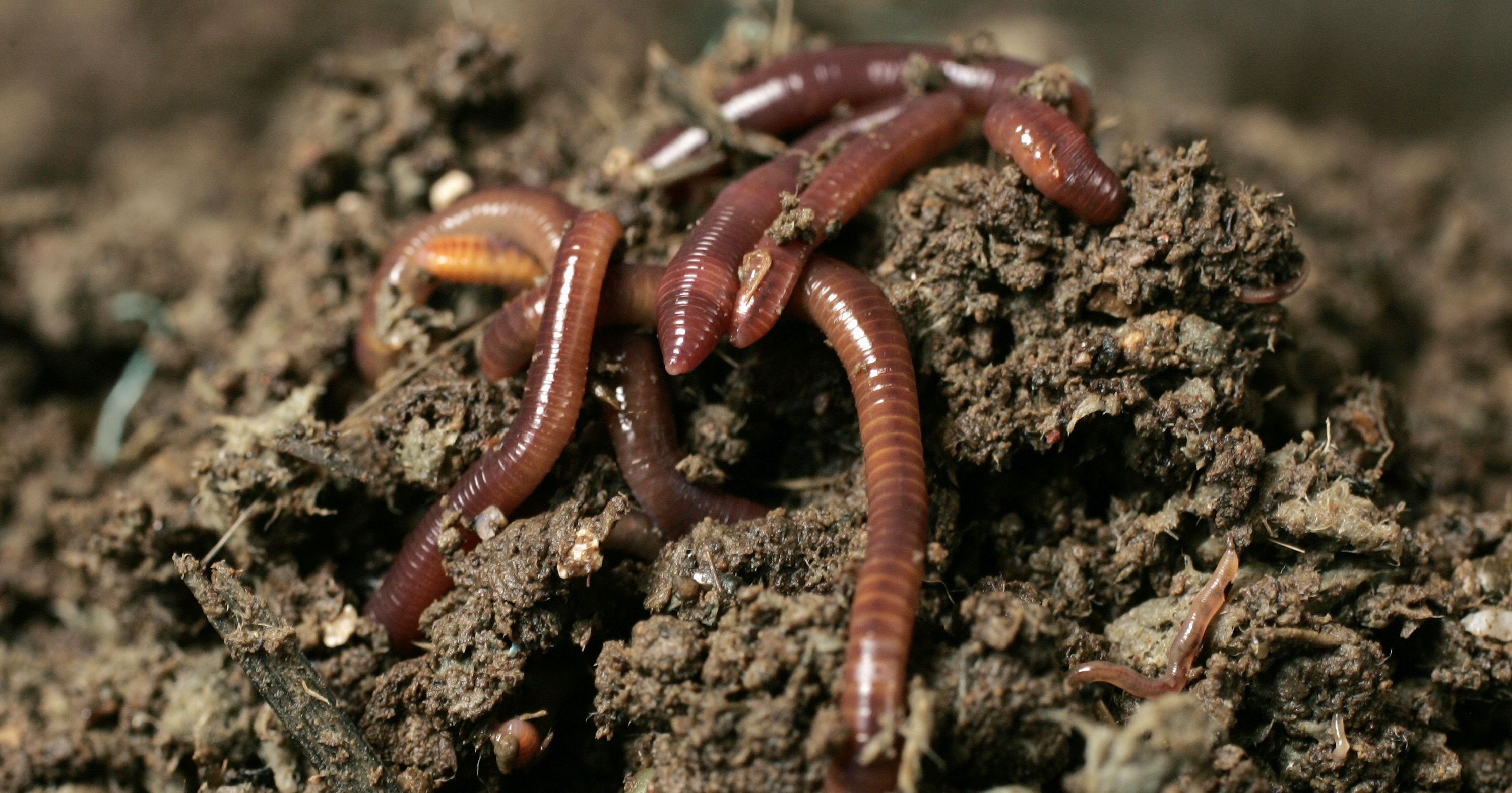 Животные поверхности почвы. Калифорнийские дождевые черви. Калифорнийский червь навозный червь. Червь-Старатель и красный калифорнийский. Биогумус калифорнийский червь.