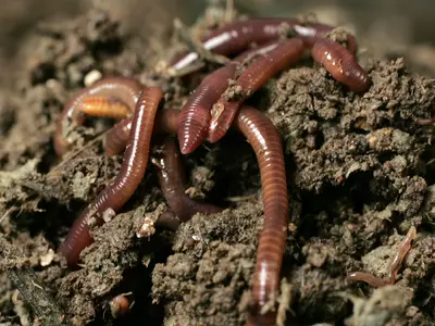 dying earthworms in kerala