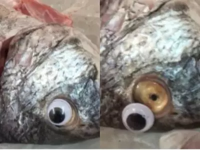 fish, googly eyes