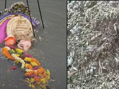 Ganesh chaturthi, immersion, dead turtle, fish, water snakes, Beach warriors, Juhu, Dadar beach