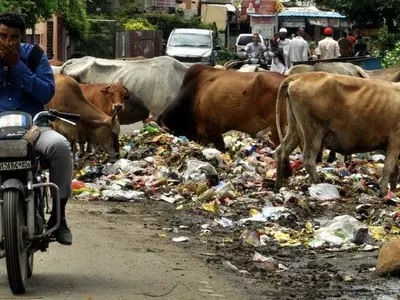 Jamshedpur, cow dung, disposal, waste management, cattle sheds,