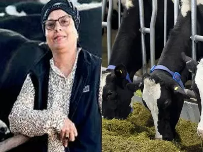 Marjiya Musa rears cows