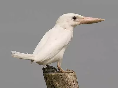 Rare White Kingfisher Found In Sunderbans
