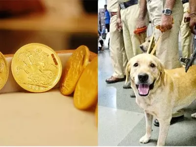 sniffer dogs, police dogs, thieves return gold