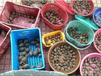 star tortoises, 523, Mumbai, woman, suspect, Wildlife Crime Control Bureau, Thane Forest Department
